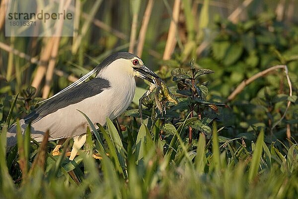 Schwarzscheitel-Nachtreiher (Nycticorax nycticorax)  erwachsen  Froschfresser  Rumänien  Mai  Europa