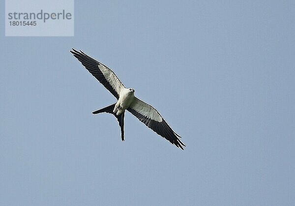 Schwalbenschwanzweih (Elanoides forficatus yetapa)  erwachsen  im Segelflug  Darien  Panama  April  Mittelamerika