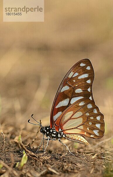 (Papilionidae)  Andere Tiere  Insekten  Schmetterlinge  Tiere  Veined Swordtail (Graphium leonidas) adult  drinking minerals from damp ground  Kafue N. P. Zambia  September