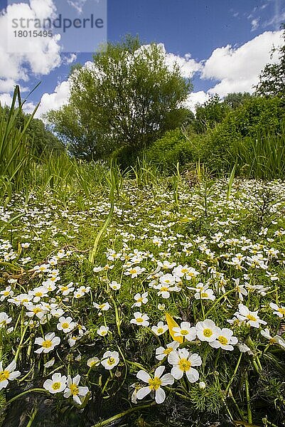 Blühende Masse des Wasserhahnenfußes (Ranunculus fluitans)  wächst am Lebensraum Fluss  Little Stour River  Canterbury  Kent  England  Juni
