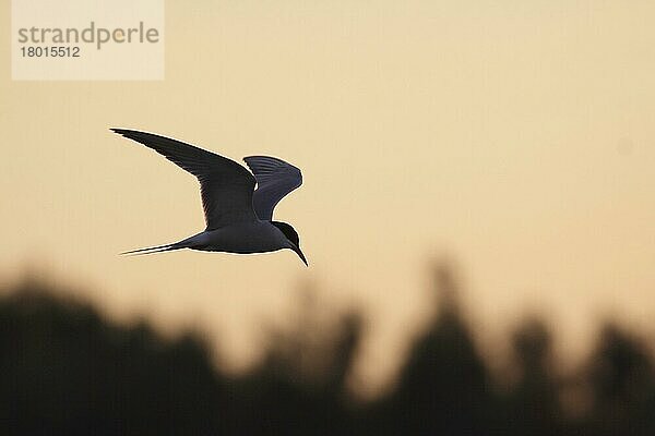 Flussseeschwalbe  Flusseeschwalbe  Fluss-Seeschwalbe (Sterna hirundo)  Flussseeschwalben  Flusseeschwalben  Seeschwalbe  Tiere  Vögel  Common Tern adult  in flight  Silhouette at sunset  St. Aidans RSPB Reserve  West Yorkshire  En