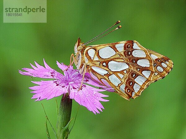 Erwachsener Scheckenfalter (Issoria lathonia)  Königin vo (Dianthus carthusianorum)  auf der rosafarbenen Kartäuserblume schlafend  Cannobina-Tal  Italienische Alpen  Piemont  Norditalien  Juli  Spanien  Europa