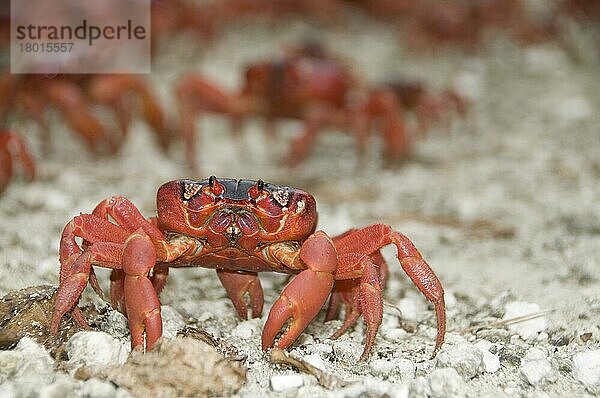Weihnachtsinselkrabbe (Gecarcoidea natalis)  Weihnachtsinselkrabben  Landkrabbe  Andere Tiere  Krebse  Krustentiere  Tiere  Christma  Red Crab adults  maß on path during annual migrat  Island  Europa