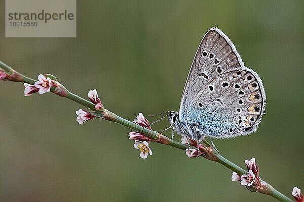 Amanda's Blue (Agrodiaetus amanda)  erwachsenes Männchen  Unterseite  auf dem Blütenstiel ruhend  Lesbos  Griechenland  Mai  Europa