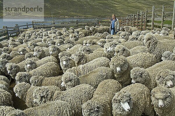 Schafzucht  Corriedale-Schafherde  zusammengetrieben zum Scheren  Port Howard  West Point Island  Falkland  Dezember