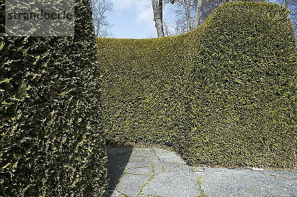 Leyland-Zypresse (Cupressus x leylandii) geschnittene Hecke im Park  Schloss Gronsoo  Insel Gronso  Grafschaft Uppsala  Uppland  Schweden  April  Europa