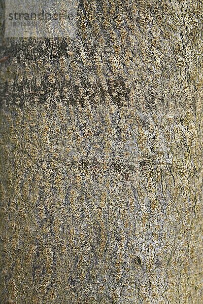 Kleinblättrige Limette (Tilia cordata) Nahaufnahme der Rinde  wächst im Wald  Vicarage Plantation  Mendlesham  Suffolk  England  April