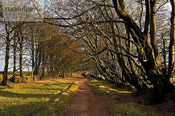 Gewöhnliche Buche (Fagus sylvatica)  alte Bäume entlang des Fußweges  Macmillan Way West Footpath  Great Hill  Triscombe Stone  Quantock Hills  Somerset  England  November