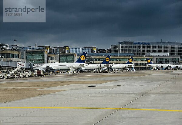 Lufthansa Flugzeuge am Flughafen Frankfurt  Frankfurt am Main  Hessen  Deutschland  Europa