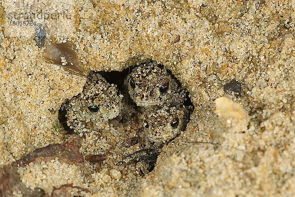 Kreuzkröte  Kreuzkröten (Bufo calamita) Amphibien  Andere Tiere  Frösche  Kröte  Kröten  Tiere  Natterjack Toad three young  in sand burrow  Dorset  England  august