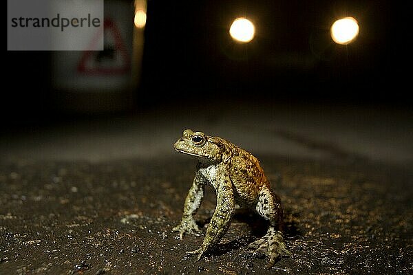 Erdkröte  Erdkröten (Bufo bufo)  Amphibien  Andere Tiere  Frösche  Kröte  Kröten  Tiere  Common Toad adult  at toad crossing on road at night  Sheffield  South Yorkshire  England  april