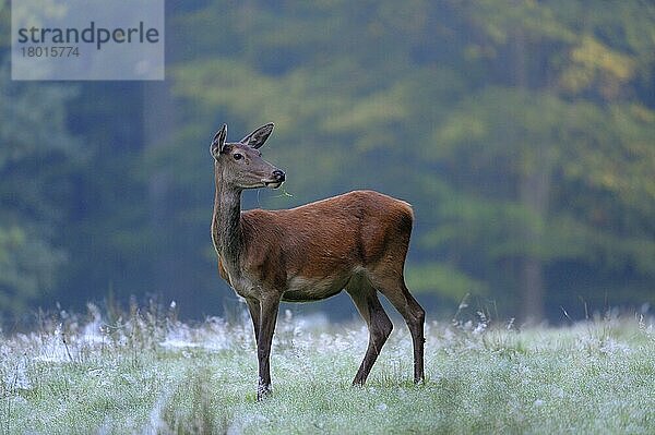 Rothirsch (Cervus elaphus)  weiblich