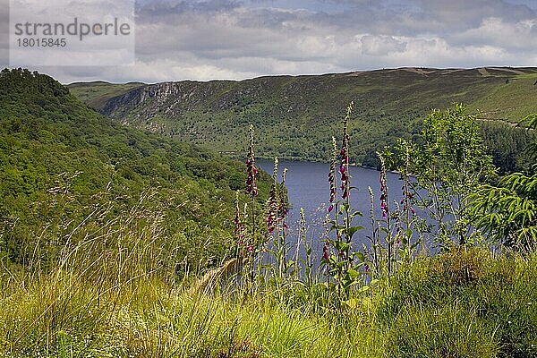 Blühender Fingerhut (Digitalis purpurea)  der am Hang mit Blick auf den Stausee  Garreg Ddu Reservoir  Elan Valley  Powys  Wales  wächst. Juni