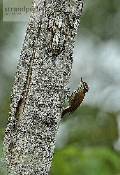 Gestreifte Xenops (Xenops rutilans rutilans) erwachsen  am Baumstamm haftend  Atlantischer Regenwald  Reserva Ecologica de Guapi Assu  Bundesstaat Rio de Janeiro  Brasilien  Juli  Südamerika