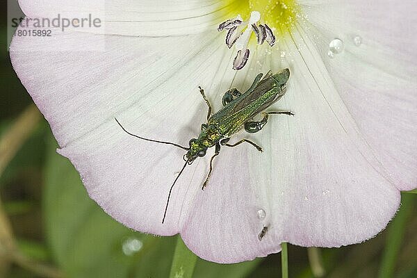 Dickbeiniger Blumenkäfer (Oedemera nobilis)  erwachsenes Männchen  an der Blüte der Ackerwinde (Convolvulus arvensis)  Norfolk  England  Juli
