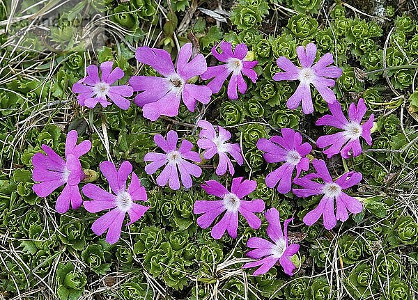 Blüte der kleinsten Primeln (Primula minima)  Dolomiten  Italienische Alpen  Italien  Juni  Europa