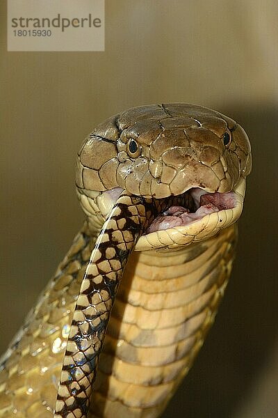 Königskobra (Ophiophagus hannah)  Kobra  Kobras  Andere Tiere  giftig  Giftschlangen  Reptilien  Schlangen  Tiere  King Cobra adult  close-up of head  feeding on ratsnake prey  Bali  Lesser Sunda Islands  Indonesia  October