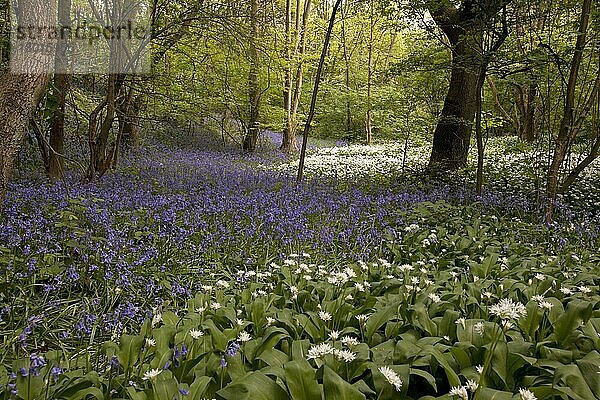 Blütenmasse von Ramsons (Allium ursinum) und Bluebell (Endymion non-scriptus)  in Laubwald-Lebensraum  Sheffield  South Yorkshire  England  April
