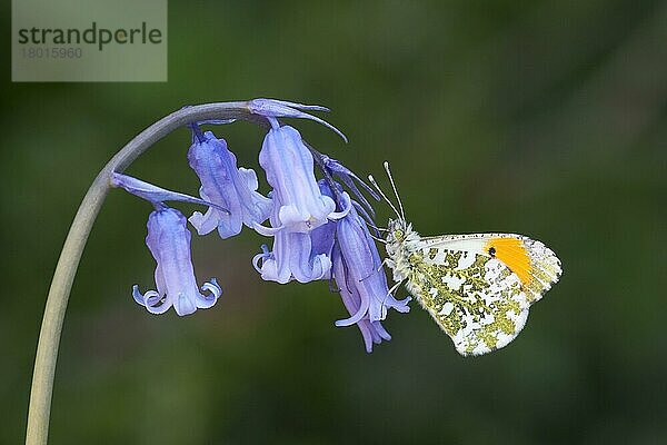 Orangenspitzen-Schmetterling (Anthocharis cardamines)  erwachsenes Männchen  ruht auf Bluebell -Blüten (Hyacinthoides non-scripta) im Garten  England  April