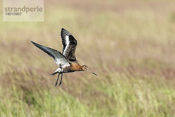 Flying Black tailed Godwit im Sommergefieder  isländisches Rennen  Deepdale Marsh Norfolk