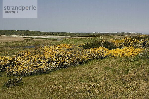 Blick nach Westen über blühenden Ginster zum RSPB Minsmere Marsh  Suffolk May Time