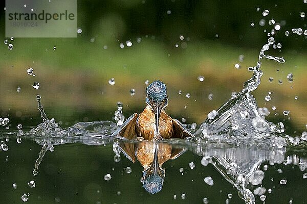 Eisvogel (Alcedo atthis)  erwachsenes Weibchen  nach erfolglosem Tauchgang  Suffolk  England  Juli