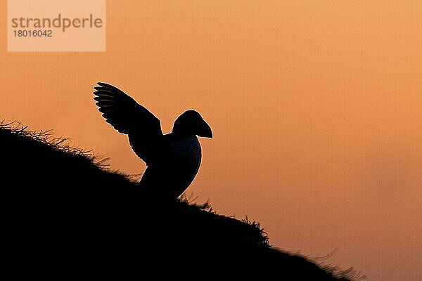 Papageitaucher (Fratercula arctica) adult  Sommergefieder  steht bei Sonnenaufgang auf einer Klippe und schlägt mit den Flügeln  Skomer Island  Pembrokeshire  Wales  Mai