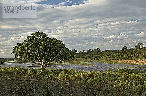 Ansicht des Flusses mit Kap-Feige (Ficus sur) am Ufer  Lower Sabie Camp  Sabie River  Kruger N. P. Great Limpopo Transfrontier Park  Südafrika  Dezember
