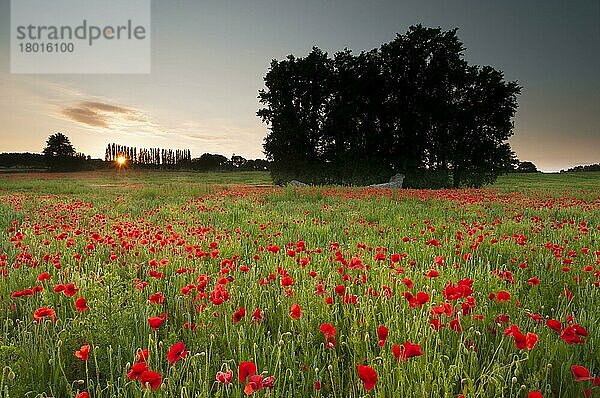 Blütenmasse von Klatschmohn (Papaver rhoeas)  der bei Sonnenuntergang auf Ackerland wächst  Kent  England  Juni