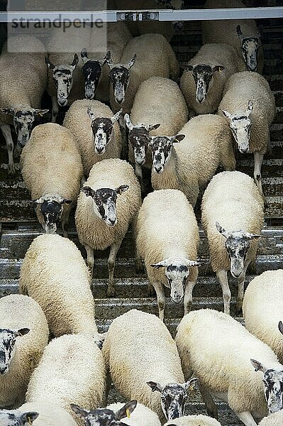 Schafzucht  Entladen von Maultierschafen vom Viehanhänger beim Verkauf  Thame Sheep Fair  Oxfordshire  England  August