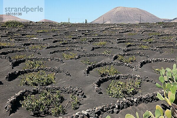  Weinanbau auf Lavaerde  Lanzarote  Spanien  Europa
