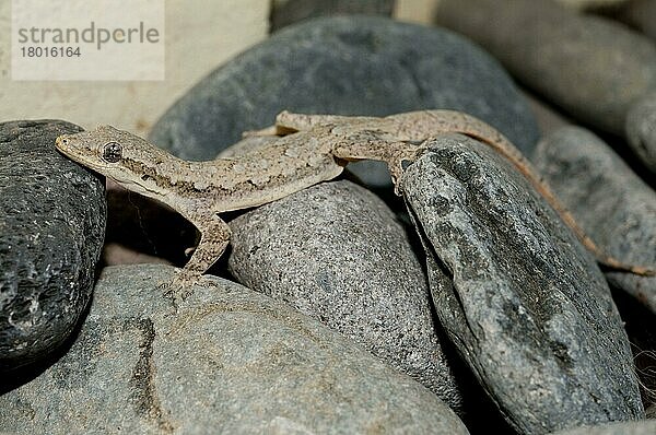 Asiatischer Hausgecko (Hemidactylus frenatus)  Asiatische Hausgeckos  Halbfingergecko  Halbfingergeckos  Andere Tiere  Gecko  Reptilien  Tiere  Common House Gecko adult  resting on stones  Klunkung  Bali  Lesser Sunda Islands  Indonesia  October