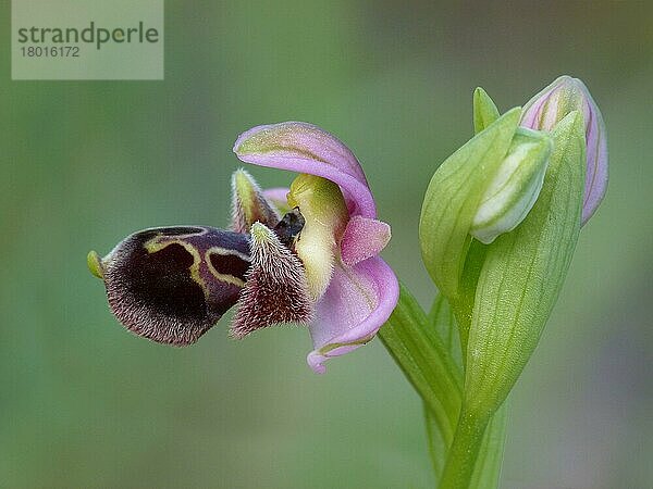 Nabelragwurz (Ophrys)  Karmelragwurz  Attische Ragwurz  Orchideen Umbilicata Close up of flower  Cyprus  March 2015