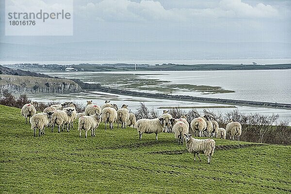 Hausschafe  Maultierschafe  Herde  auf Küstenweide stehend  Morecambe Bay  Ulverston  Cumbria  England  März