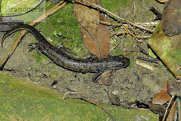 Kammmolch (Triturus cristatus)  Kamm-Molch  Kammolch  Kammmolche  Kammolche  Amphibien  Andere Tiere  Molch  Molche  Tiere  Great Crested Newt adult  in terrestrial phase  foraging at night  Sussex  England  August