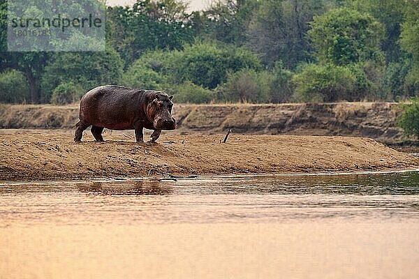 Flusspferd (Hippopotamus amphibius)  Bulle am sandigen Ufer  Luangwa-Fluss  South Luangwa National Park  Sambia  Afrika