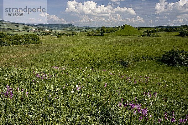 Großes Milchkraut (Polygala major) blühend  in blütenreichen  artenreichen Weidehabitaten mit Höckern  in der Nähe von Saschiz  Siebenbürgen  Rumänien  Europa