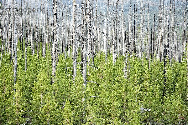 Regeneration von Nadelbäumen zwischen toten Stämmen nach einem Waldbrand  Dunraven Pass  Yellowstone N. P. Wyoming (U.) S. A. September