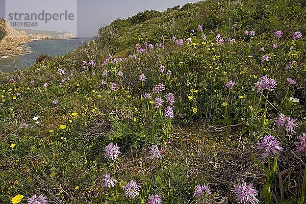 Nacktes Knabenkraut (Orchis italica) und Zistrosenkraut (Halimium commutatum)  blühen auf der Felskuppe  in der Nähe von Burgau  Algarve  Portugal  Frühling  Europa