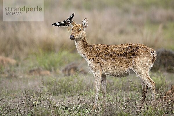 Sumpfhirsch (Rucervus duvaucelii branderi) hart geschliffene Form  erwachsenes Weibchen  mit einer erwachsenen gemeinen Hirschkuh (Acridotheres tristis)  vom Kopf abhebend  Kanha N. P. Madhya Pradesh  Indien  April  Asien