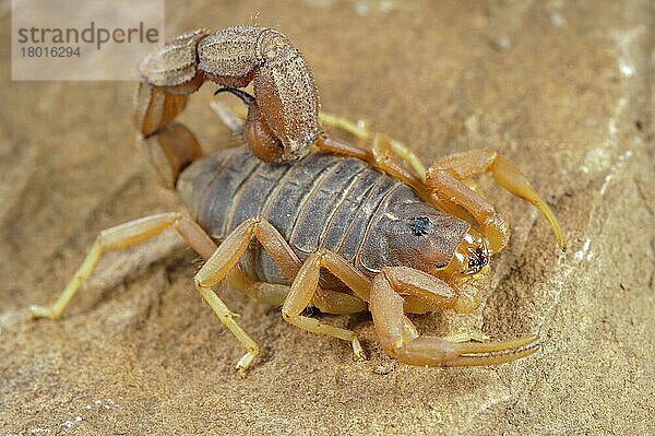 Andere Tiere  Spinnen  Spinnentiere  Tiere  Skorpione  Yellow Thick-tailed Scorpion (Parabuthus mossambicensis) adult  on rock  Karoo Region  South Africa