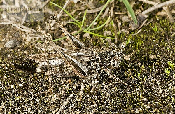 Westliche Beißschrecke  Westliche Beißschrecken (Platycleis albopunctata)  Andere Tiere  Insekten  Tiere  Laubheuschrecken  Grey Bush-cricket adult female  on coastal heathland  New Forest  Hampshire  England  October