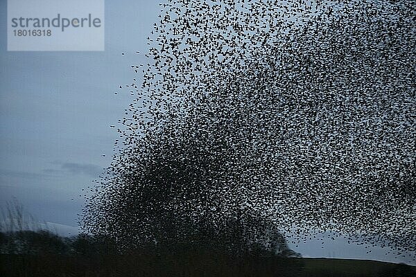 Gewöhnlicher Star (Sturnus vulgaris)  in der Dämmerung im ruhenden Flug  Derbyshire  England  Februar