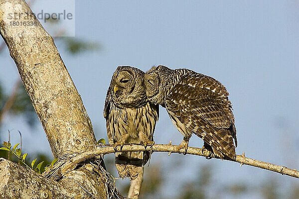 Streifenkauz  Streifenkäuze (Strix varia)  Eulen  Tiere  Vögel  Käuze  Barred Owl  pair bonding