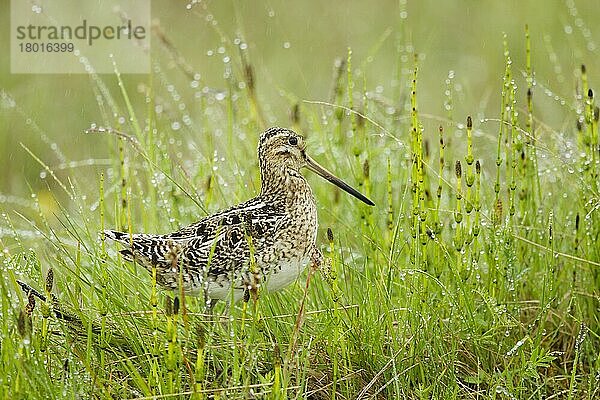 Bekassine (Gallinago gallinago)  erwachsen  zwischen regengesättigten Schachtelhalmen stehend  Island  Juni  Europa