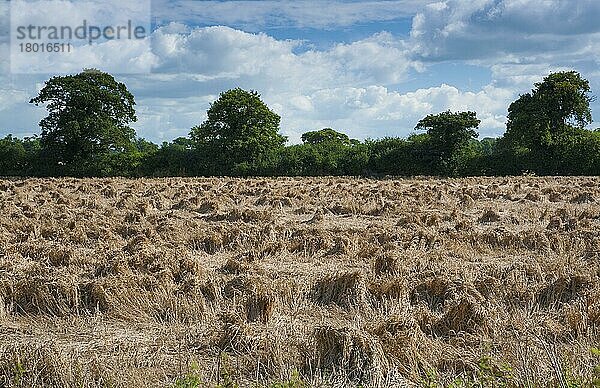 Weizen (Triticum aestivum) in der Nähe von Chester  Cheshire  England  August  bei feuchtem Wetter abgeflacht