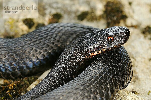 Kreuzotter  Kreuzottern (Vipera berus)  Andere Tiere  giftig  Giftschlangen  Reptilien  Schlangen  Tiere  European Adder melanic adult  close-up of head  coiled on rock  Italian Alps  Italy  october