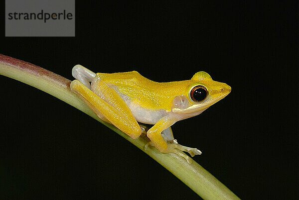 Kupferwangen-Baumfrosch (Hylarana raniceps) erwachsen  im Primärregenwald  Khao Sok N. P. Südthailand  Mai