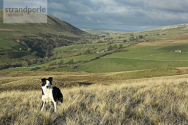 Haushund  Border Collie  arbeitender Schäferhund  erwachsen  auf Moorland stehend  wartet auf Anweisung des Schäfers  Cumbria  England  Juli