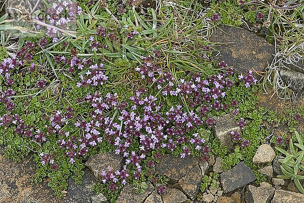 Blühender Wildthymian (Thymus serpyllum)  wächst an einer Küstenklippe  Orkney  Schottland  Juni